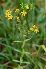 Hypericum virgatum
