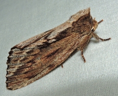 Hylaeora capucina
