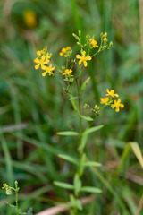 Hypericum virgatum