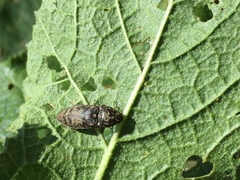 Prosternon tessellatum