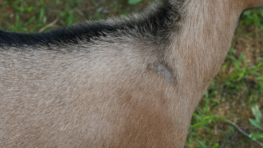 Itch Mite