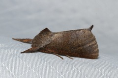 Metarbelidae
