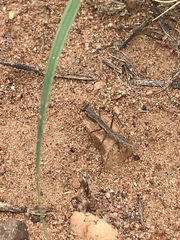 Litaneutria ocularis