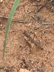 Litaneutria ocularis