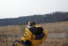 Eastern Harvest Mouse photo 3