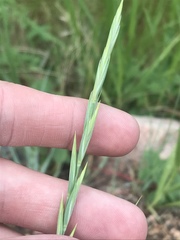 Elymus smithii