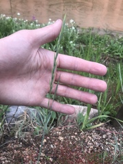 Elymus smithii