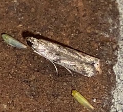 Dichomeris inversella