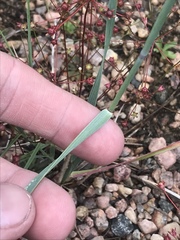 Elymus smithii