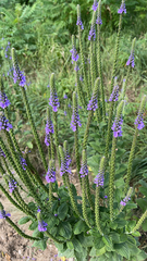 Verbena stricta