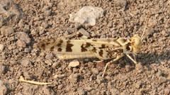 Dissosteira spurcata