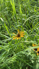 Heliopsis helianthoides