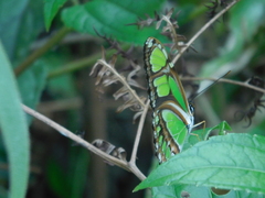 Philaethria diatonica