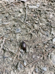 Capnochroa fuliginosa