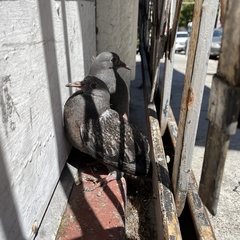Columba livia