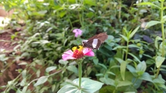 Coeliades forestan forestan