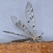 Pit-trapping Antlions - Photo (c) darwinsbloodhound, some rights reserved (CC BY-NC), uploaded by darwinsbloodhound