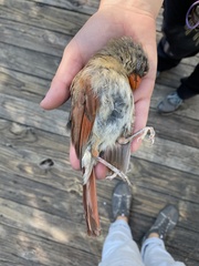 Cardinalis cardinalis