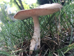 Fungi