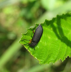 Haplandrus fulvipes