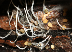 Trichoderma gelatinosum