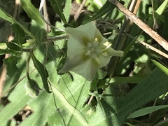 Chamaesaracha edwardsiana