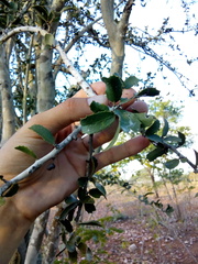 Maytenus rigida