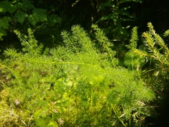 Meum athamanticum