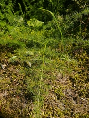 Meum athamanticum