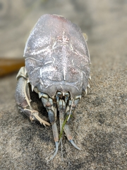 Blepharipoda occidentalis image