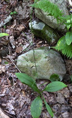 Veratrum parviflorum