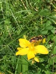 Eristalis arbustorum
