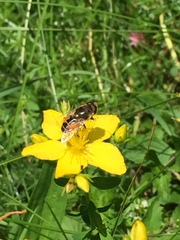 Eristalis arbustorum