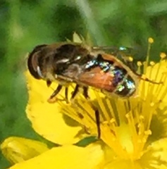 Eristalis arbustorum