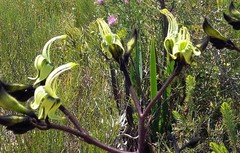 Macropidia fuliginosa