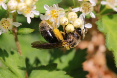 Andrena crataegi