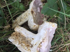 Russula pseudolepida