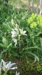 Ornithogalum nutans