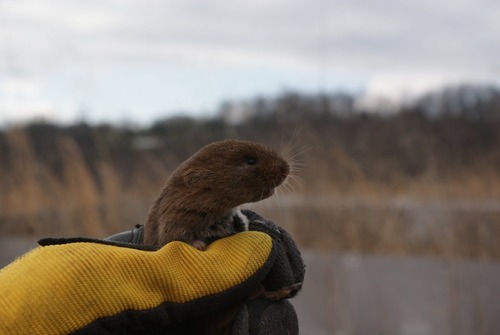 Woodland Vole