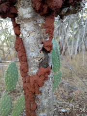 Constrictotermes cyphergaster