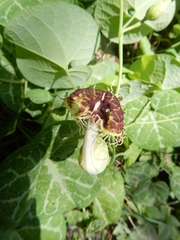 Aristolochia fimbriata
