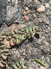 Euphorbia serpens