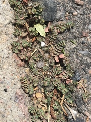 Euphorbia serpens