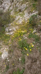 Crepis sancta