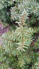 Taxus cuspidata
