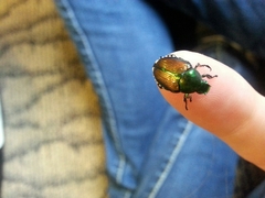 Popillia japonica