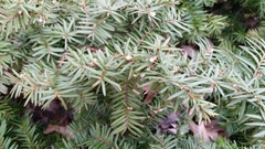 Taxus cuspidata