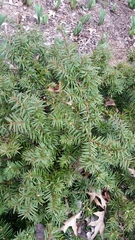 Taxus cuspidata