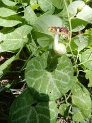 Aristolochia fimbriata