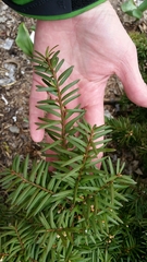 Taxus cuspidata